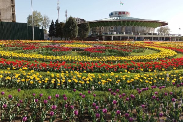 Душанбе: Дар хиёбону боғҳо гулҳои мавсимӣ ва ниҳоли дарахтони ороишию сояафкан шинонида мешавад