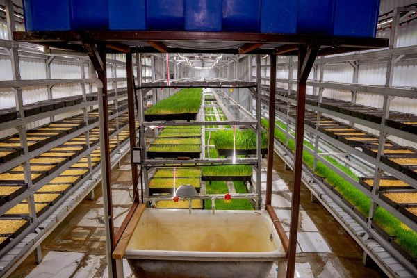 Дар деҳаи Деваштичи шаҳри Панҷакент бо истифода аз панелҳои офтобӣ чорворо бо хӯроки сабз таъмин менамоянд