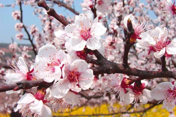 Наврӯз дар Тоҷикистон 20 март фаро мерасад